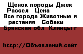 Щенок породы Джек Рассел › Цена ­ 45 000 - Все города Животные и растения » Собаки   . Брянская обл.,Клинцы г.